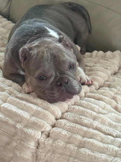 picture of the dog needing adoption