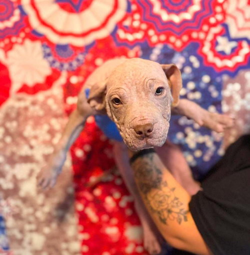 Dash (GA), an adoptable Pit Bull Terrier in New York, NY