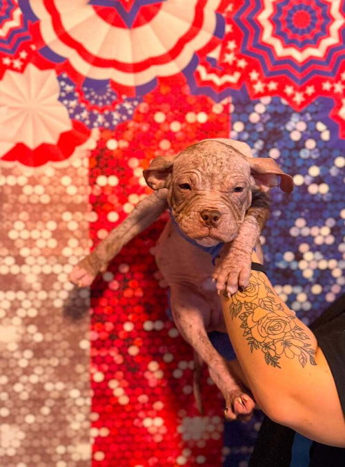 Duffy (GA), an adoptable Pit Bull Terrier in New York, NY