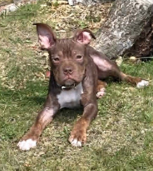 Duffy (GA), dog