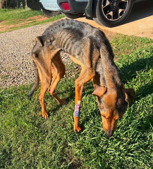 Gabriel (GA), an adoptable Shepherd in New York, NY