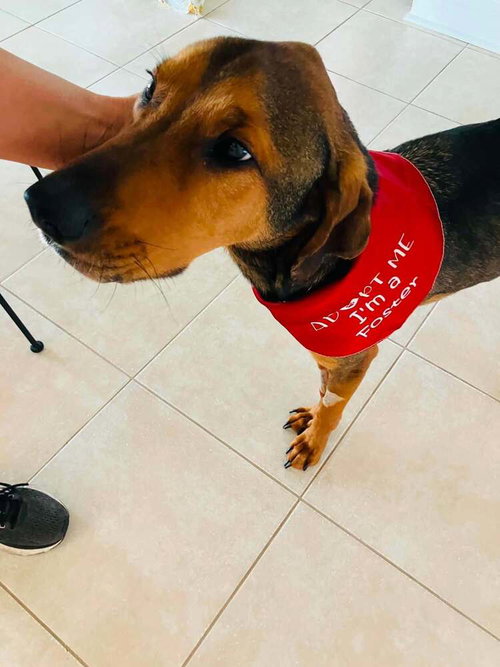 Gabriel (GA), an adoptable Shepherd in New York, NY