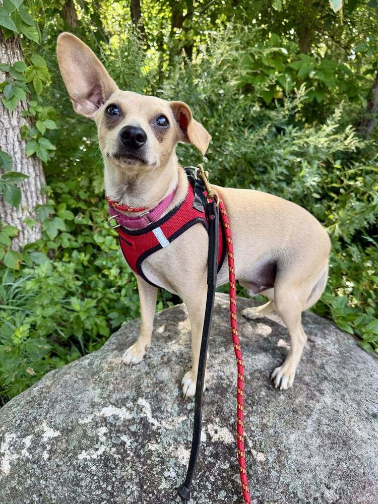 Mason Ga - Chihuahua