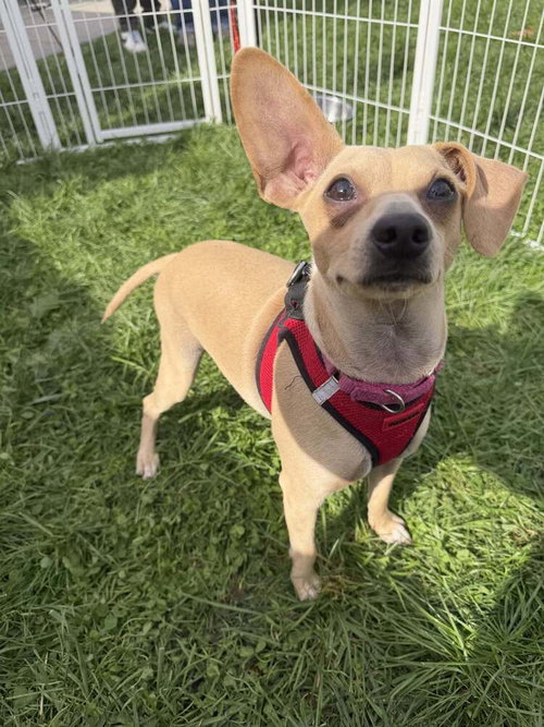 Mason (GA), Chihuahua / Mixed