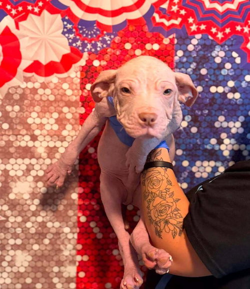 Dustin (GA), an adoptable Pit Bull Terrier in New York, NY