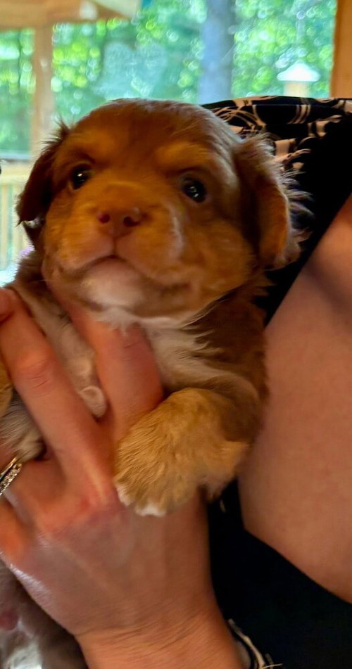 Sully (GA), an adoptable Chihuahua in New York, NY