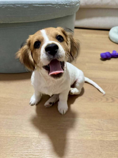Biscuit (AL)
