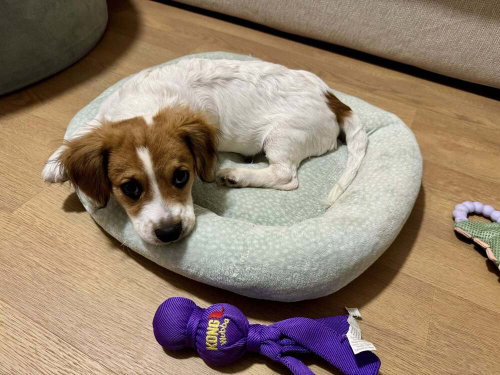 Biscuit (AL) photo 2