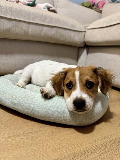 Biscuit (AL) photo 3