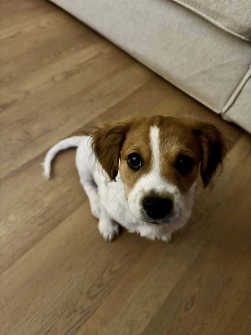 Biscuit (AL) photo 4