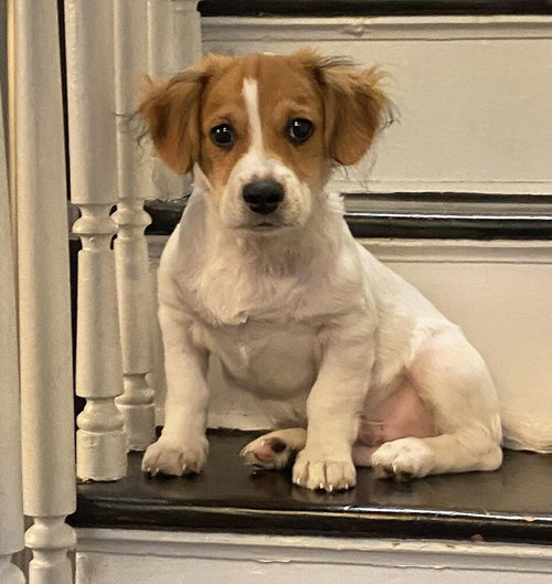 Biscuit (AL), an adoptable Beagle in New York, NY
