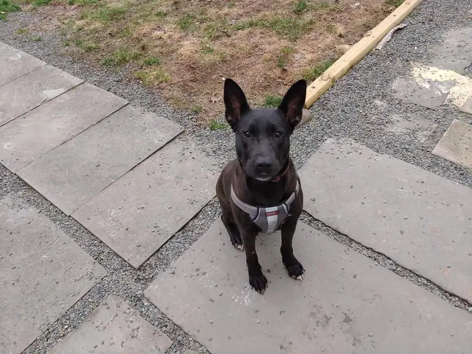 Mollie Al - German Shepherd Dog