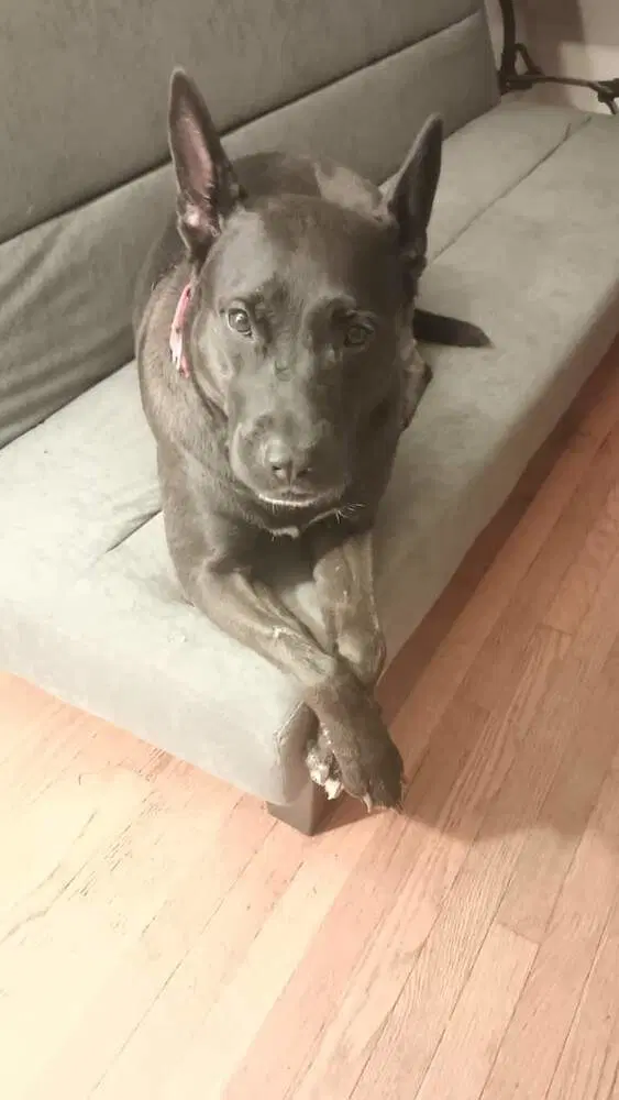 Mollie Al image 2