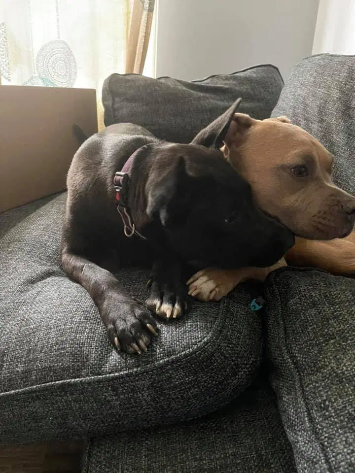 Mollie Al image 4