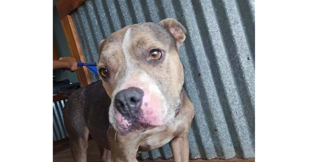 Darcy Tx - Pit Bull Terrier