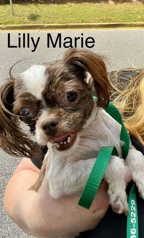 Lilly Marie (AL)