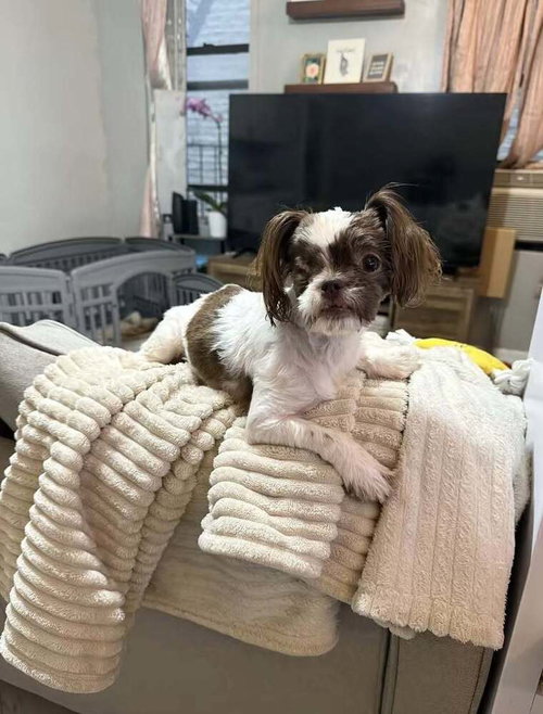 LILLY MARIE (AL) - Shih Tzu available for adoption