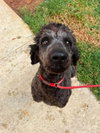 Mollie (AL) - Photo 1