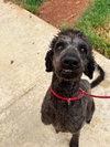 Mollie (AL) - Photo 2