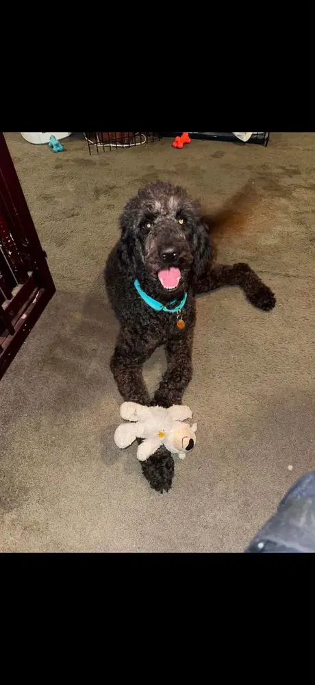Mollie Al - Terrier