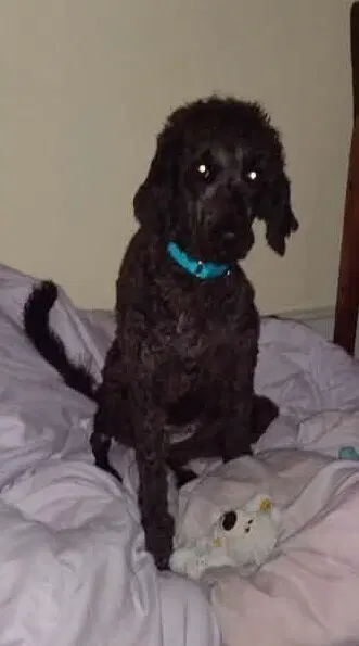 Mollie Al image 4