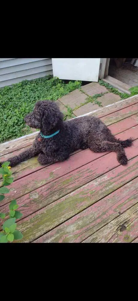 Mollie Al - Terrier
