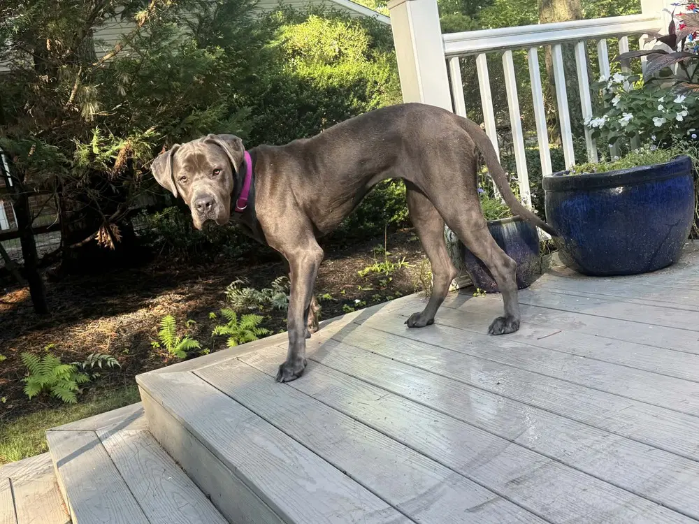 Neve Ga - Cane Corso Mastiff