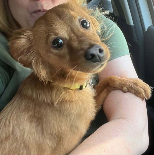 Bear (AL), an adoptable Terrier in New York, NY