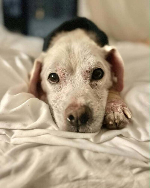 Rye (SC), Terrier / Mixed