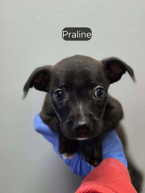 Praline