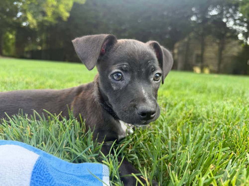 picture of the dog needing adoption