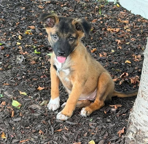 picture of the dog needing adoption