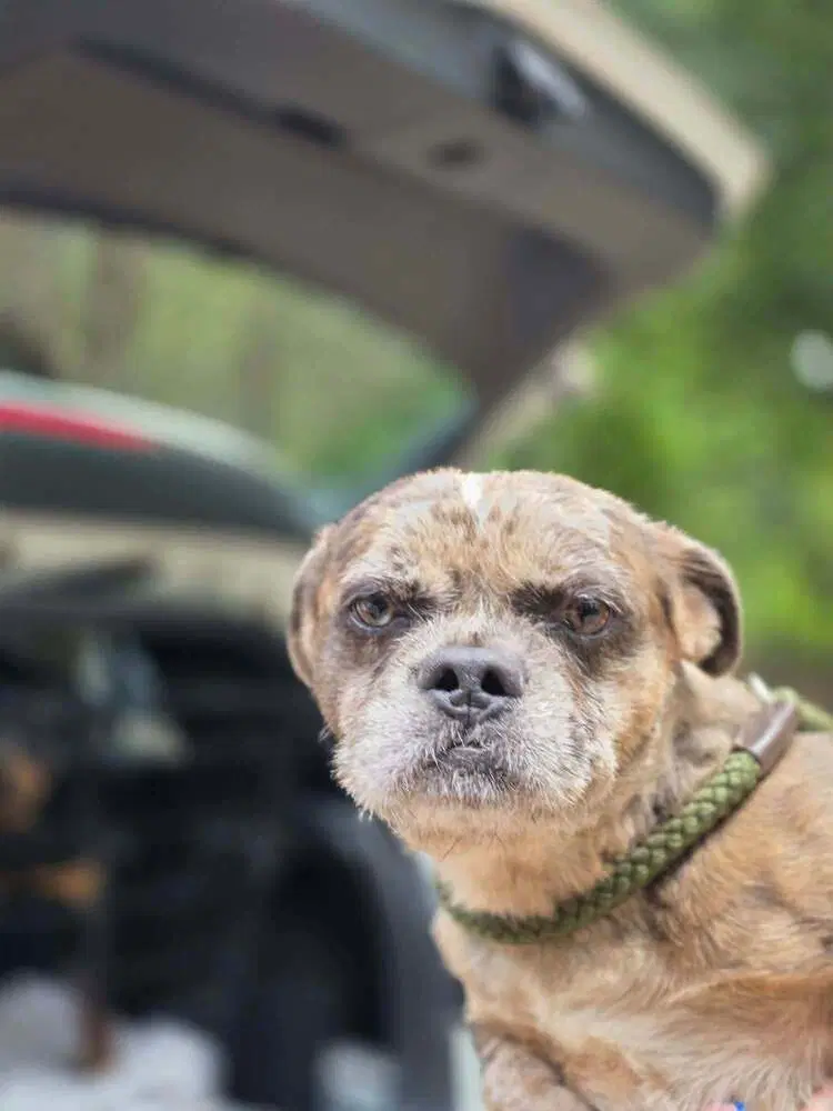 Patch Ga - Brindle mixed breed