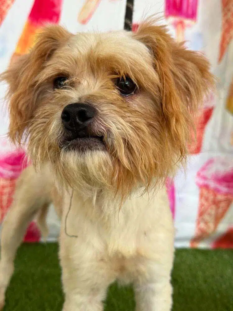 Duke Ga - Yorkshire Terrier Yorkie