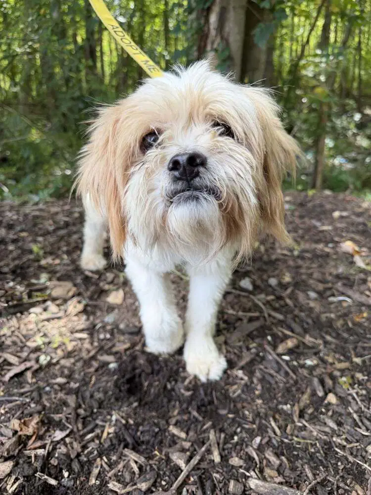 Duke Ga - Yorkshire Terrier Yorkie
