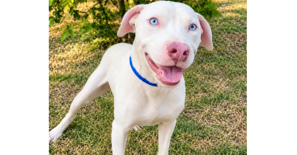Buddy Tx - American Pit Bull Terrier
