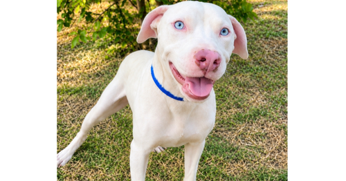 picture of the dog needing adoption