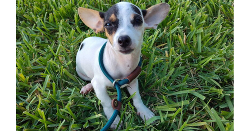 Nala