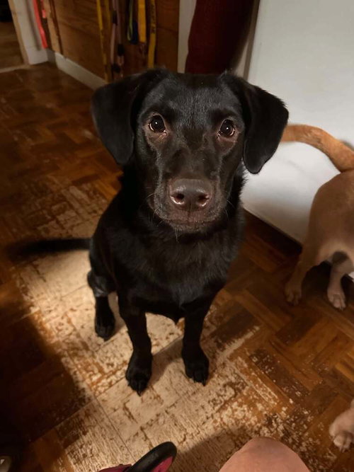 Poppy (AL), a dog for adoption from Rescue Dogs Rock, Inc