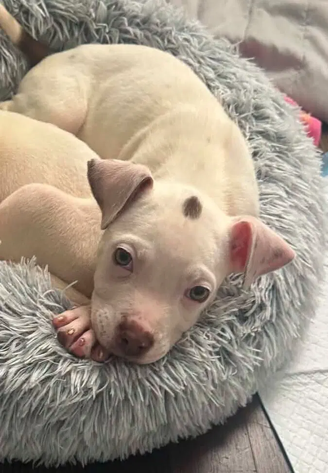 Courtney Ga - Pit Bull Terrier