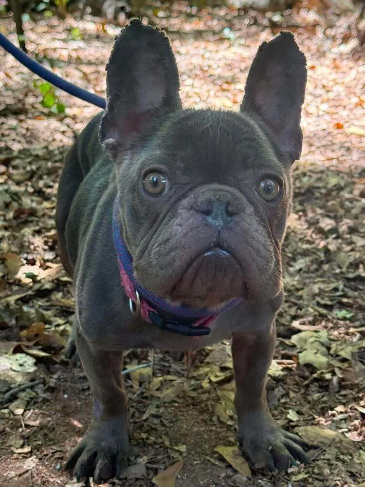 Gabby Ga - French Bulldog