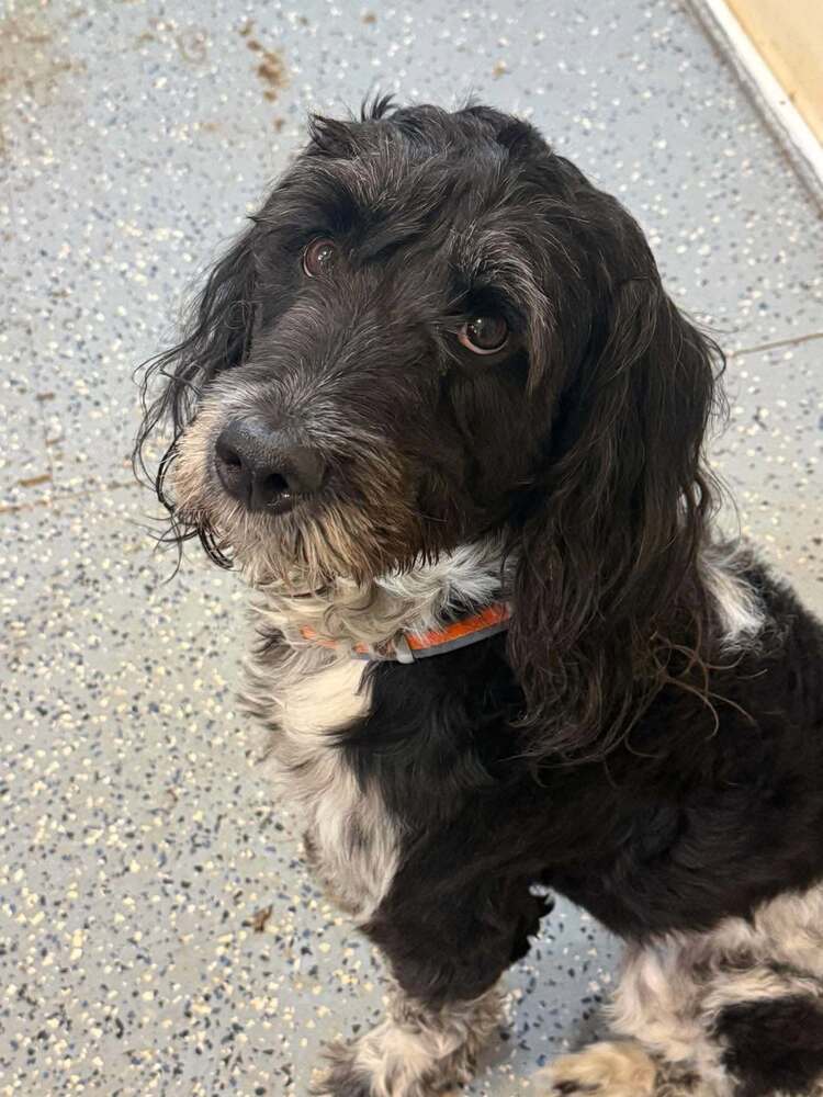 Xander (GA), dog