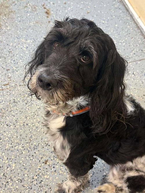 picture of the dog needing adoption