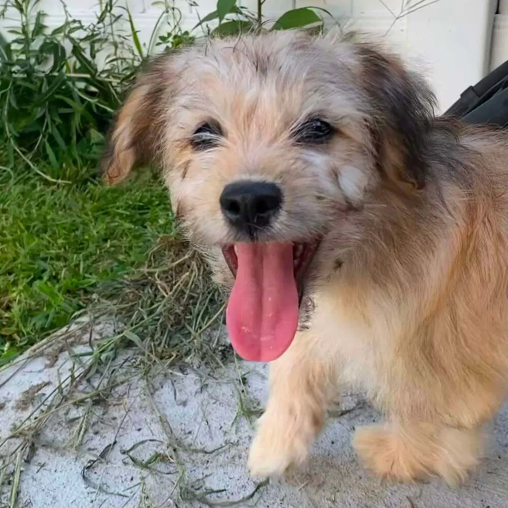 Dandy Ga - Yorkshire Terrier Yorkie
