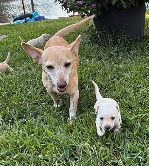 picture of the dog needing adoption