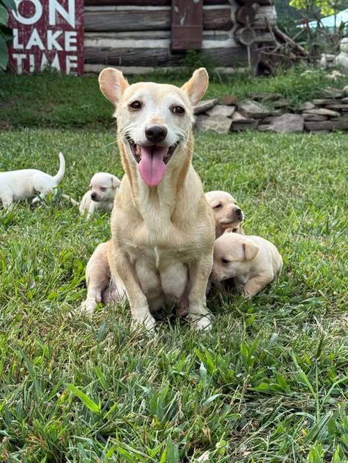 CeCe (AL), a dog for adoption from Rescue Dogs Rock, Inc