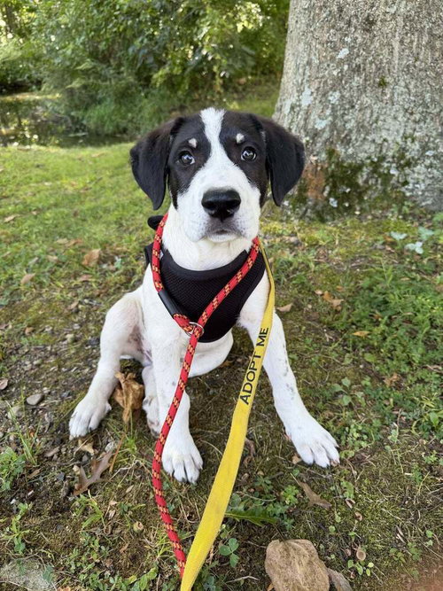picture of the dog needing adoption