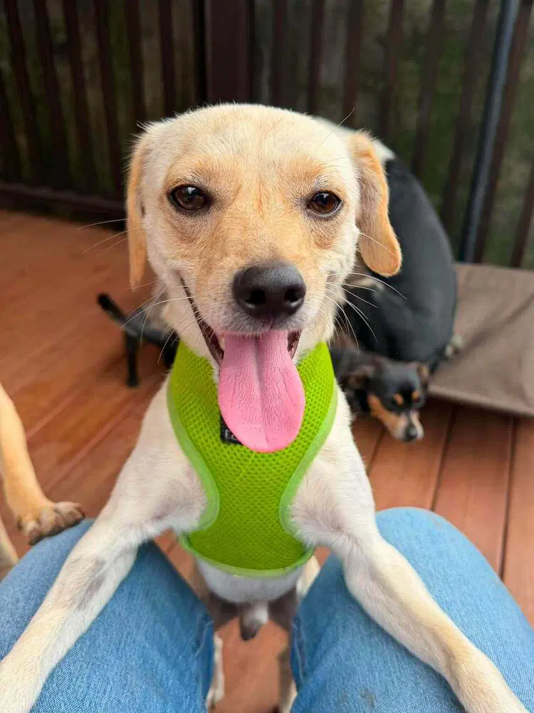 Lucky Al - Chihuahua