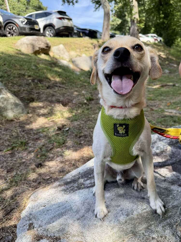 Lucky Al - Chihuahua