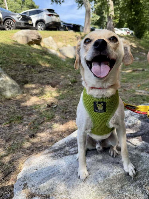 picture of the dog needing adoption